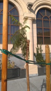 Beheaded jacaranda tree on Vine Street