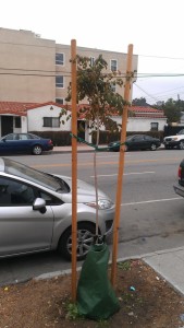 Unvandalized tree on Cahuenga Blvd just outside of Sunset-Vine BID