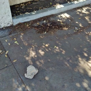 The dirty sidewalk starts at the property line of 6202 Willoughby Avenue, proving definitively that the BID's purpose is not to clean the sidewalks, but to force the homeless to relocate