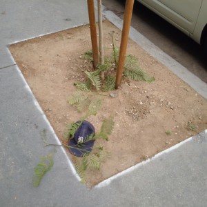 Proof that the vandalism as pictured above was newly committed: as-yet unwilted tree fronds at the base of the tree.   Is the baseball cap evidence of the workings of a depraved criminal mind?  Obviously.  Who else but depraved criminals root for American League teams?