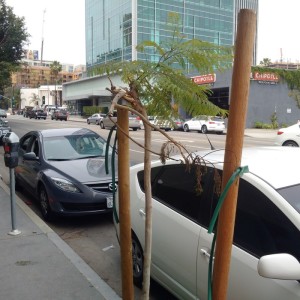 Newly vandalized jacaranda tree on Vine Street, May 13, 2015