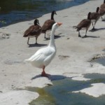 Even the sense that God gave these good God-damned geese by the LA river just North of Los Feliz Blvd is enough to know that when Steve Seyler blithers on about rapport-building through donut distribution he really means ARREST EVERYBODY and haul them away