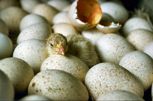 Don't count 'em yet, BIDdies, they ain't all hatched out!