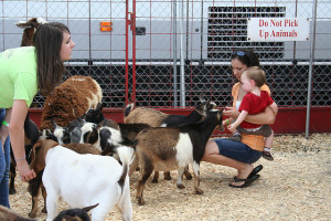 You can't have a Hollywood theme park without a petting zoo. 