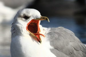 An angry Hollywood seagull, condemned by Kerry Morrison to shoot blanks.