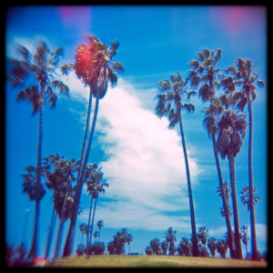 palm_trees_at_venice_beach